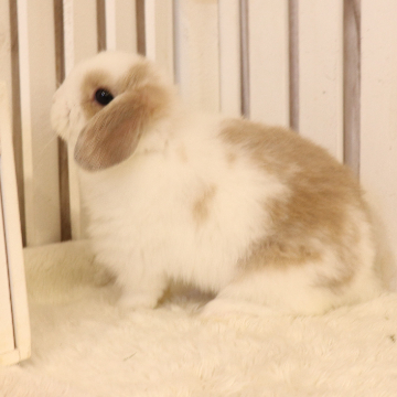 animal_image