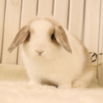 animal_image
