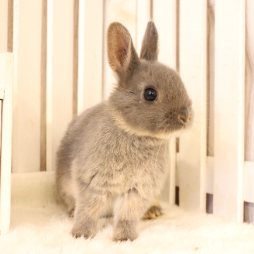 animal_image