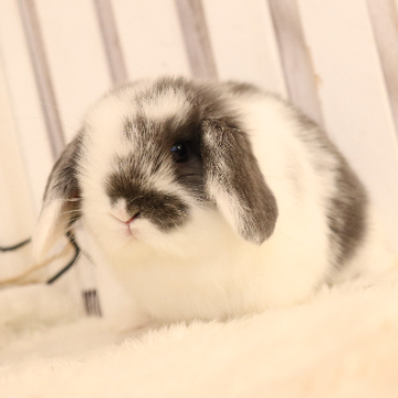 animal_image