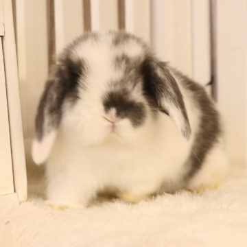 animal_image