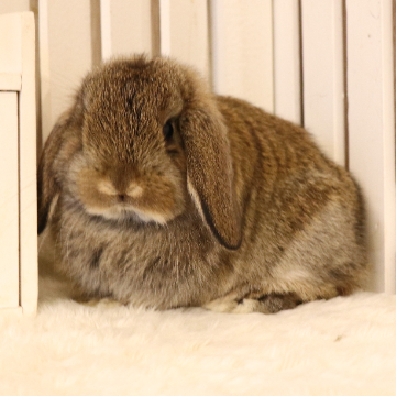 animal_image