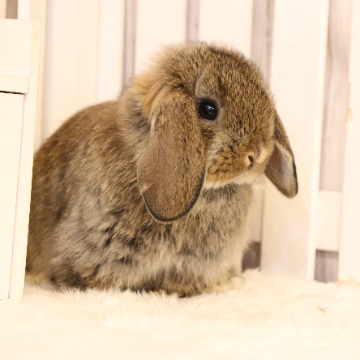 animal_image