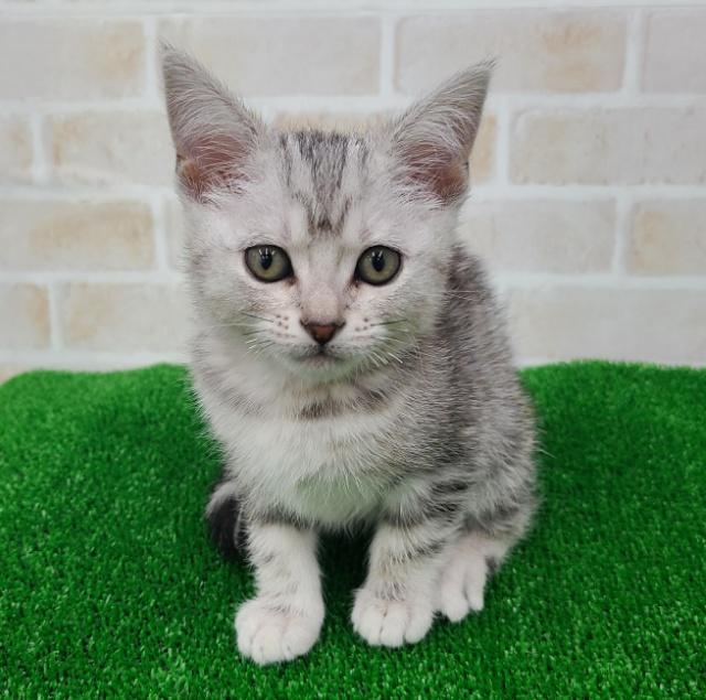 animal_image