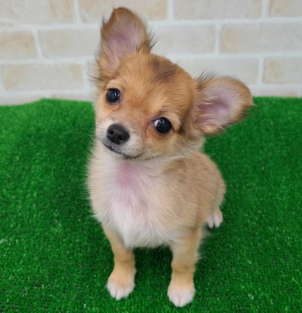 animal_image