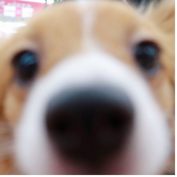 animal_image
