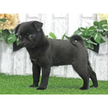 animal_image