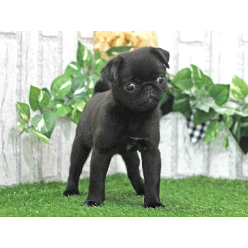 animal_image