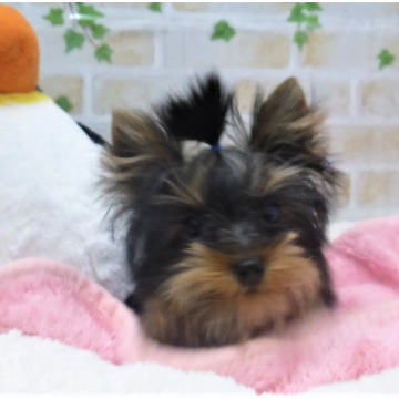 animal_image
