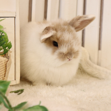 animal_image