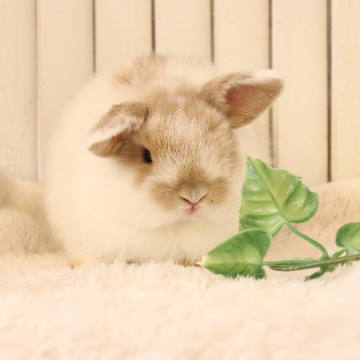 animal_image