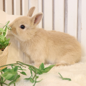 animal_image