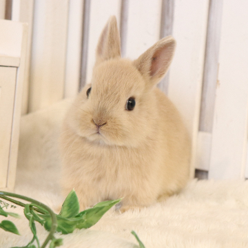 animal_image