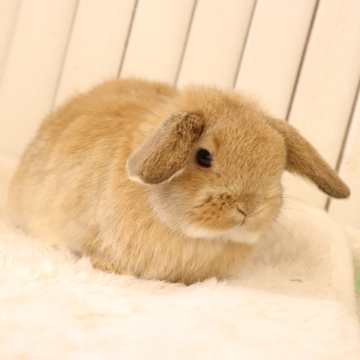 animal_image