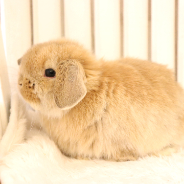 animal_image