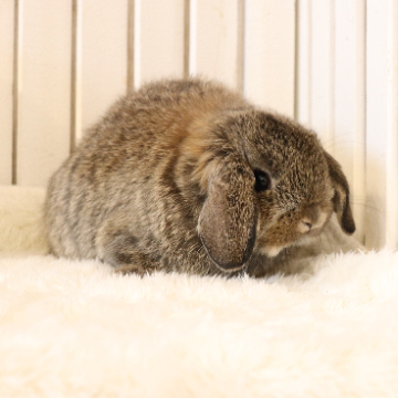 animal_image