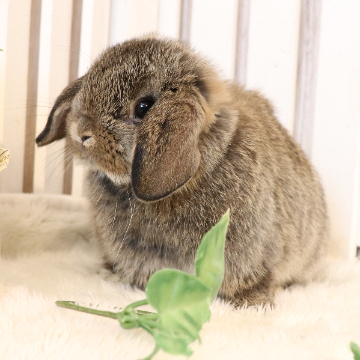 animal_image