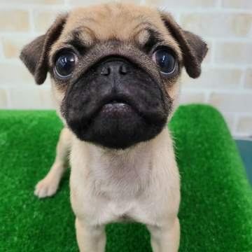 animal_image