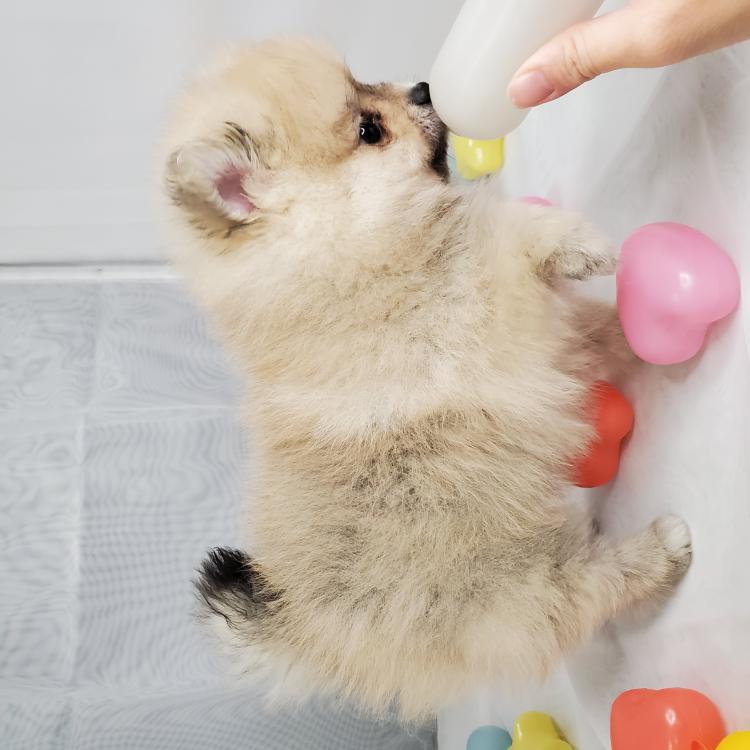 animal_image