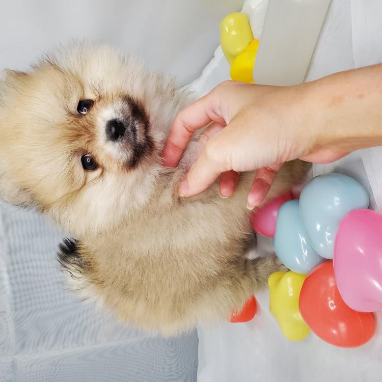 animal_image