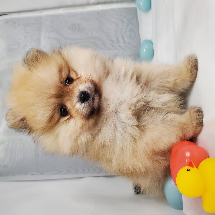 animal_image