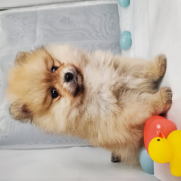 animal_image