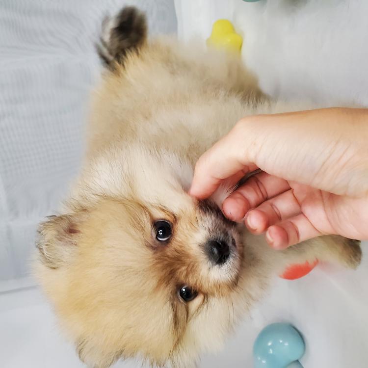 animal_image