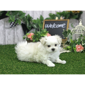 animal_image