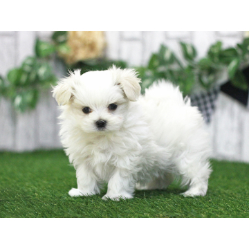 animal_image