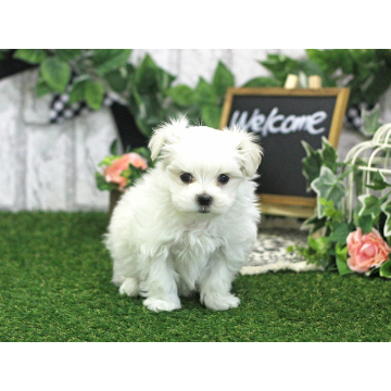 animal_image