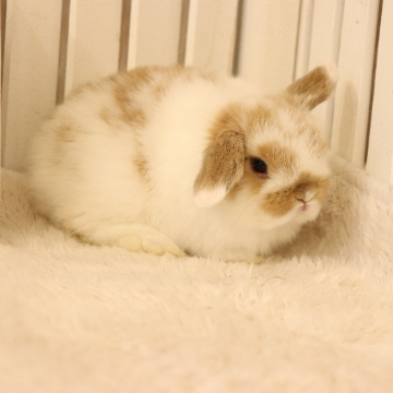animal_image