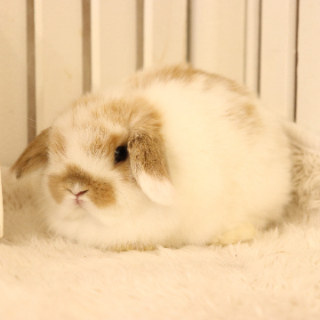 animal_image