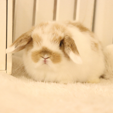 animal_image