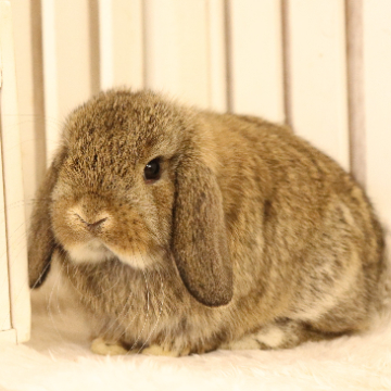 animal_image