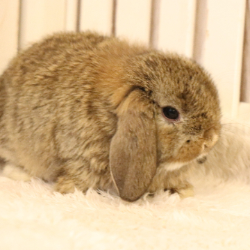 animal_image