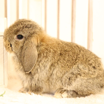 animal_image