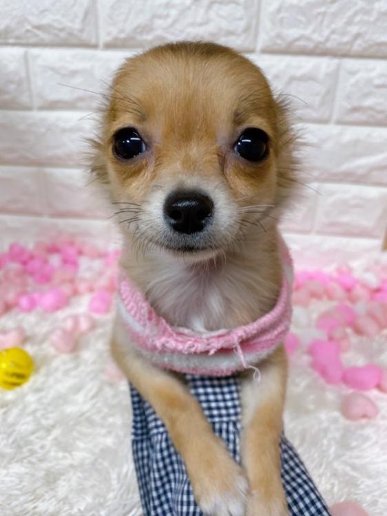 animal_image