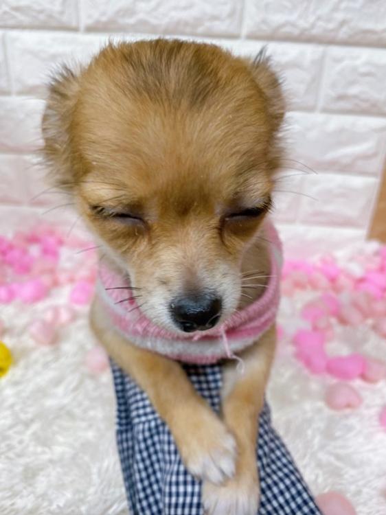 animal_image