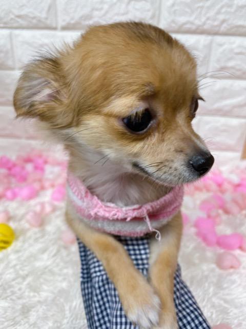 animal_image