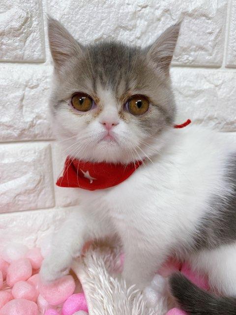 animal_image
