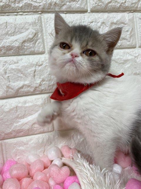 animal_image