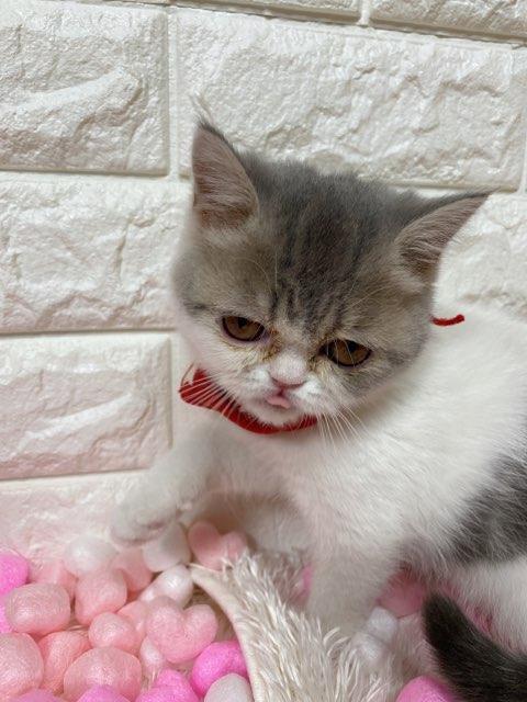 animal_image