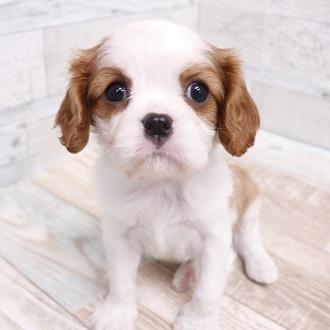 animal_image