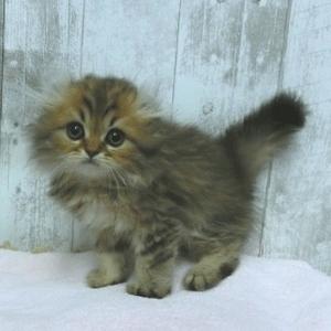 animal_image