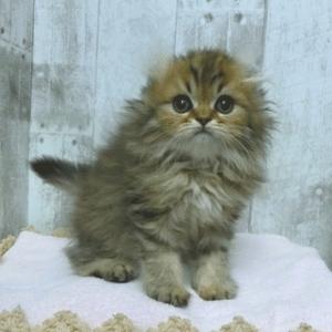 animal_image