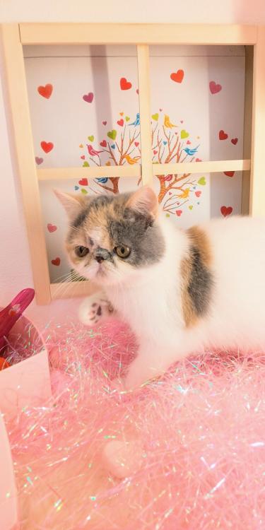 animal_image