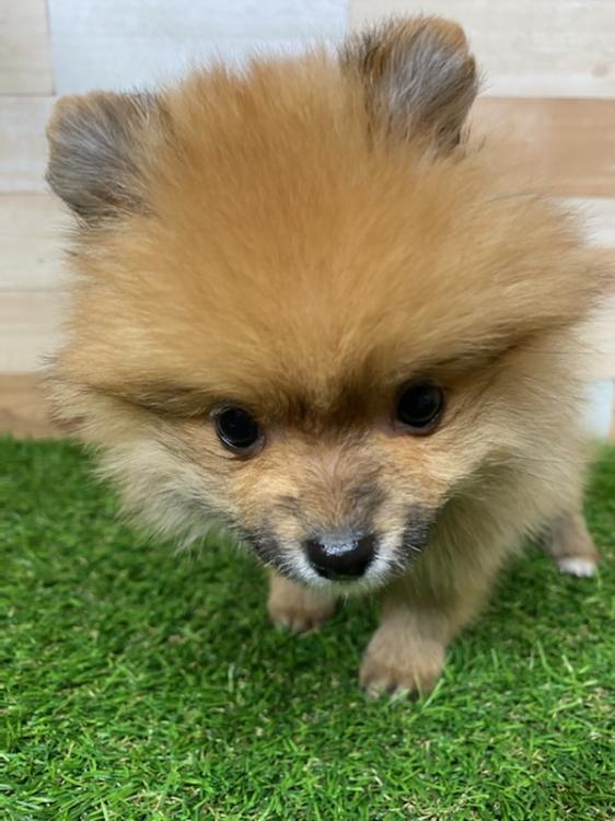 animal_image