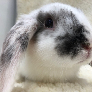 animal_image