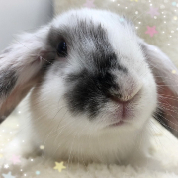 animal_image