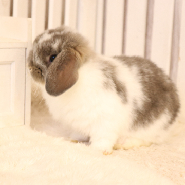 animal_image